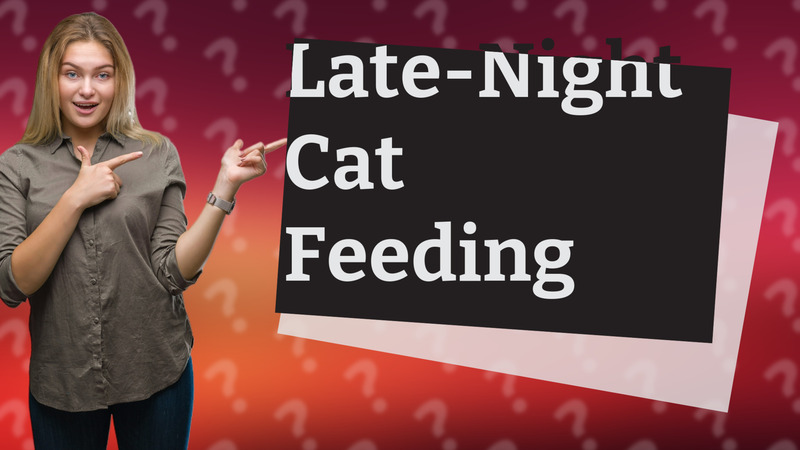 Late-Night Cat Feeding
