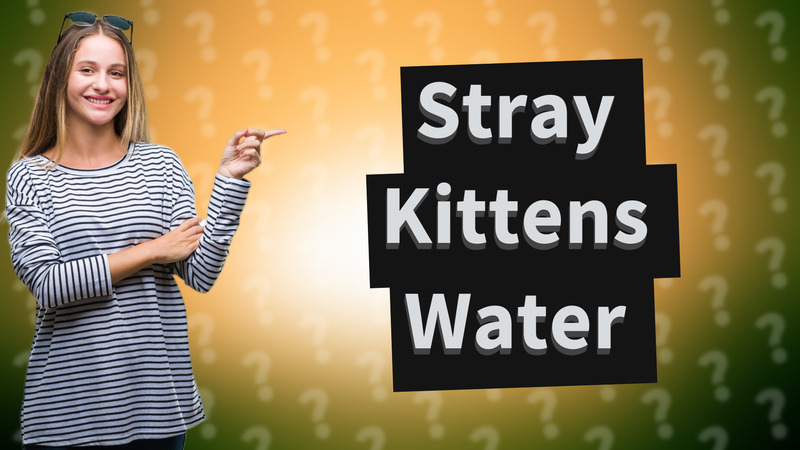 Stray Kittens Water