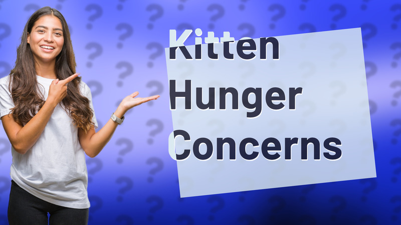 Kitten Hunger Concerns