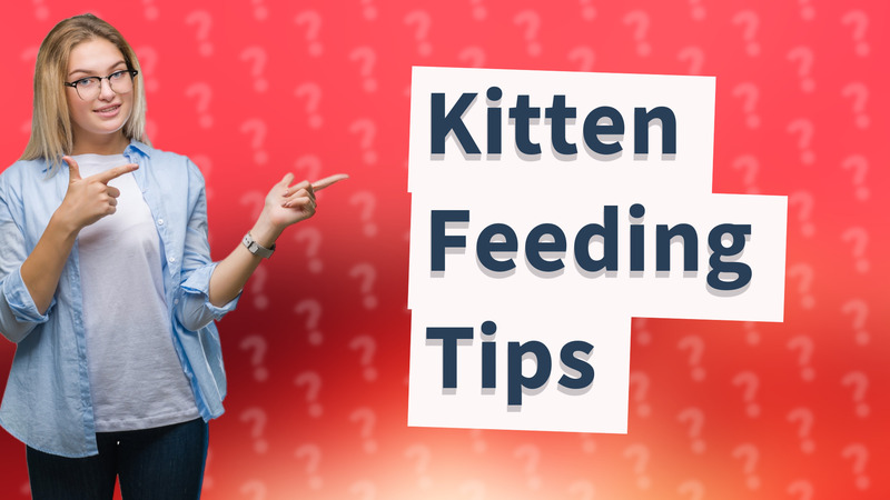 Kitten Feeding Tips