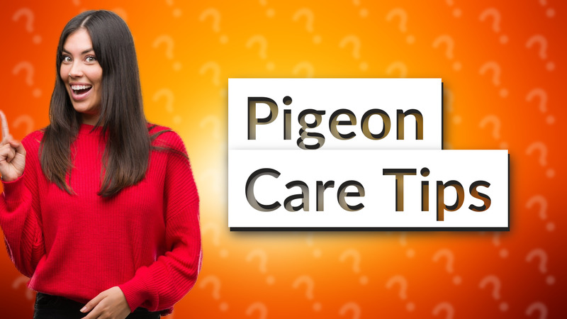 Pigeon Care Tips