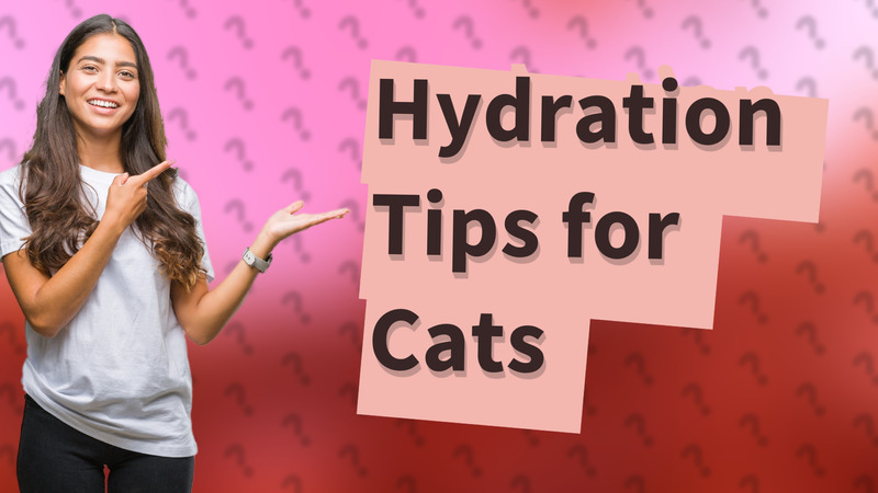 Hydration Tips for Cats