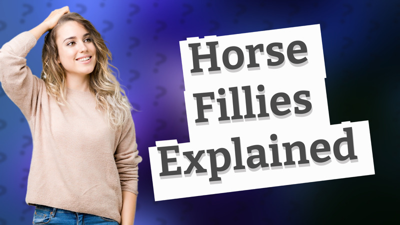 Horse Fillies Explained