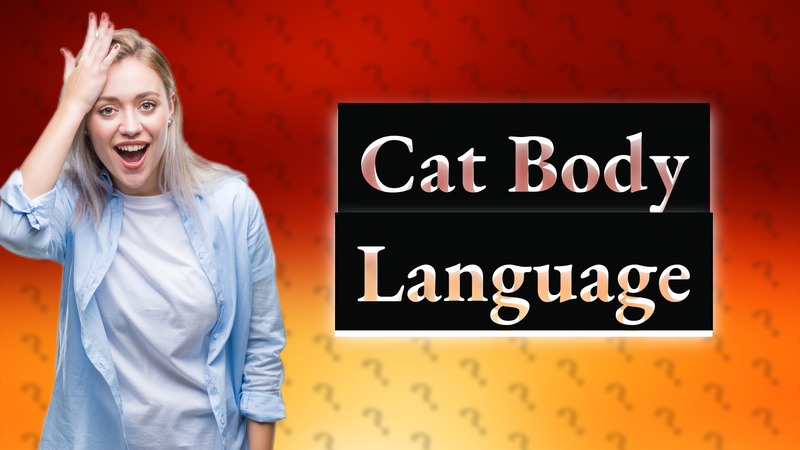 Cat Body Language