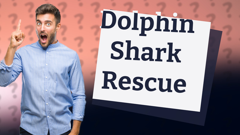 Dolphin Shark Rescue