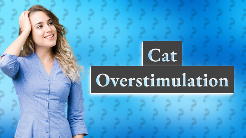 Cat Overstimulation