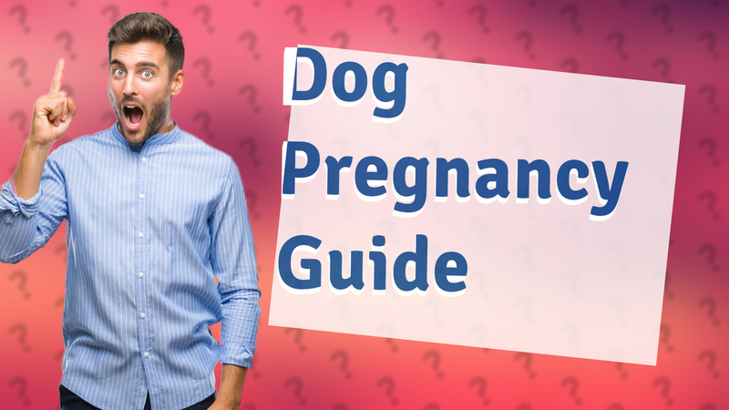 Dog Pregnancy Guide