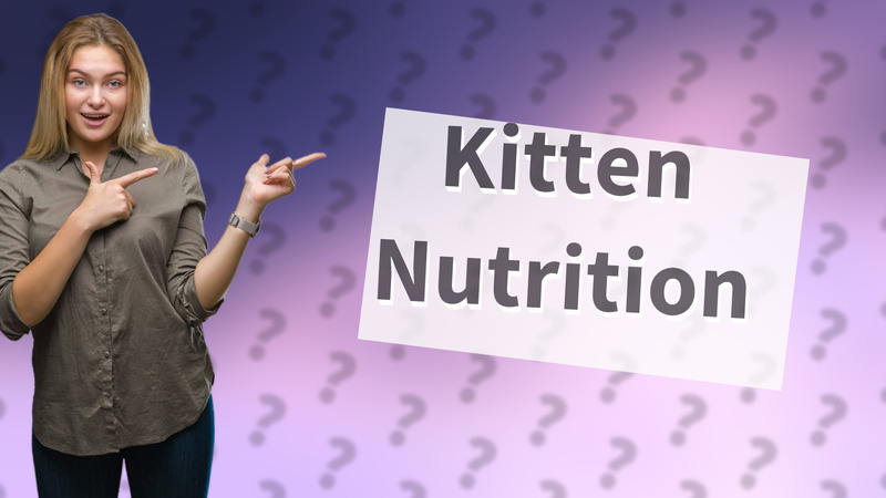 Kitten Nutrition