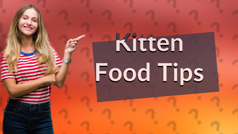 Kitten Food Tips