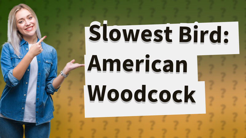 Slowest Bird: American Woodcock