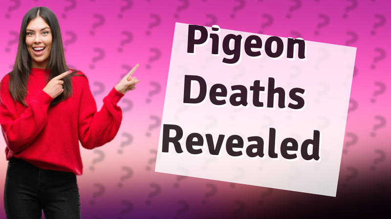 Pigeon Deaths Revealed