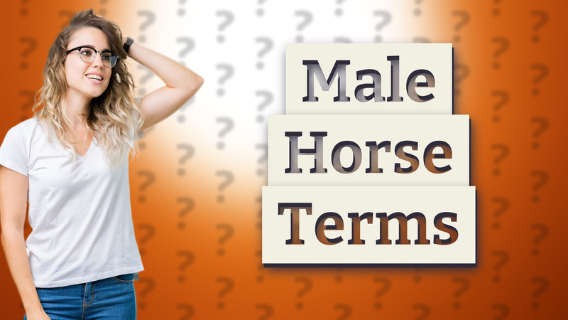 Male Horse Terms
