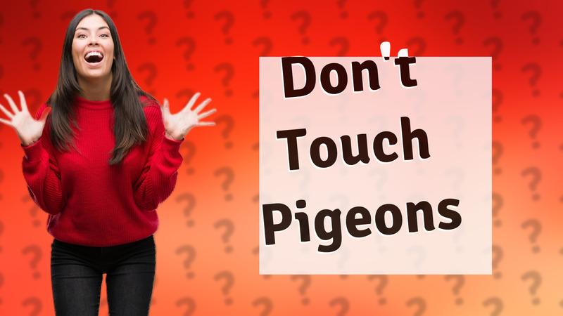 Don't Touch Pigeons