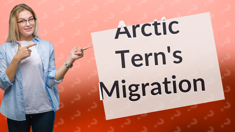 Arctic Tern's Migration
