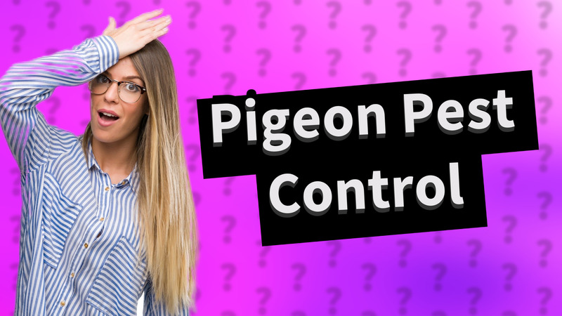 Pigeon Pest Control