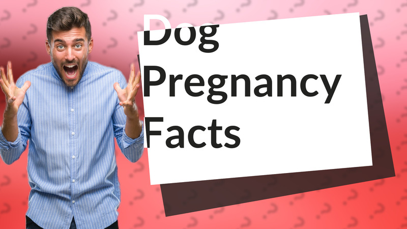 Dog Pregnancy Facts