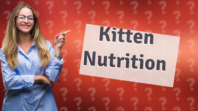 Kitten Nutrition