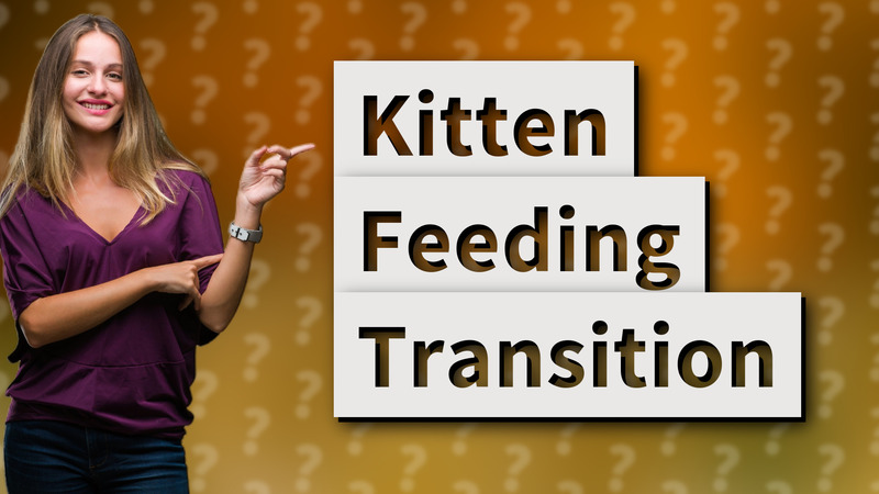 Kitten Feeding Transition