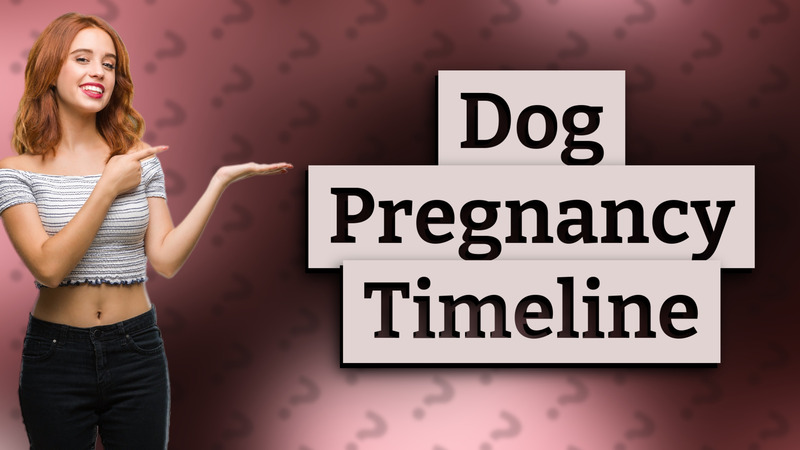 Dog Pregnancy Timeline