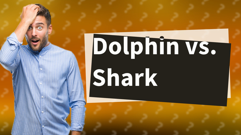 Dolphin vs. Shark