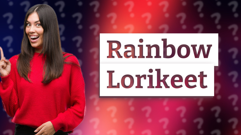 Rainbow Lorikeet