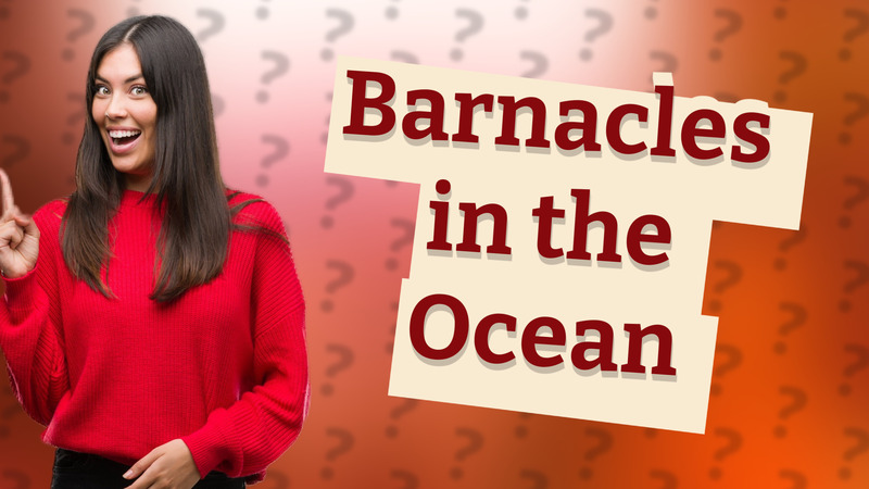 Barnacles in the Ocean