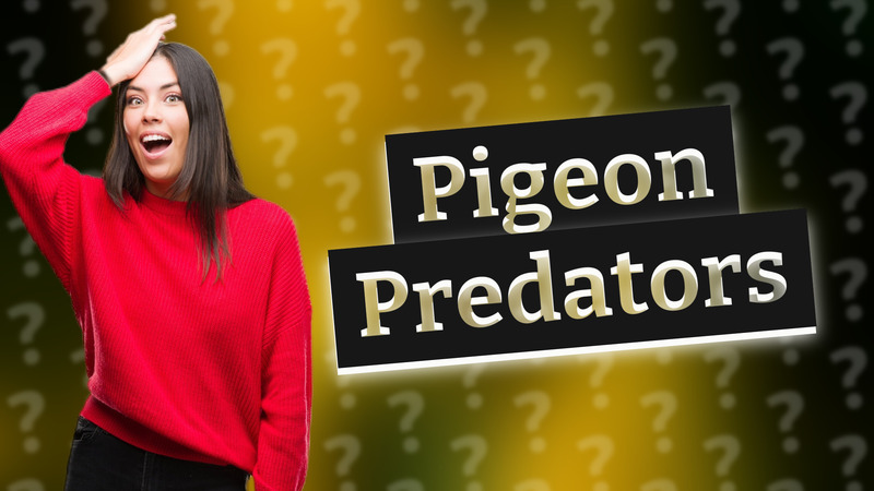 Pigeon Predators