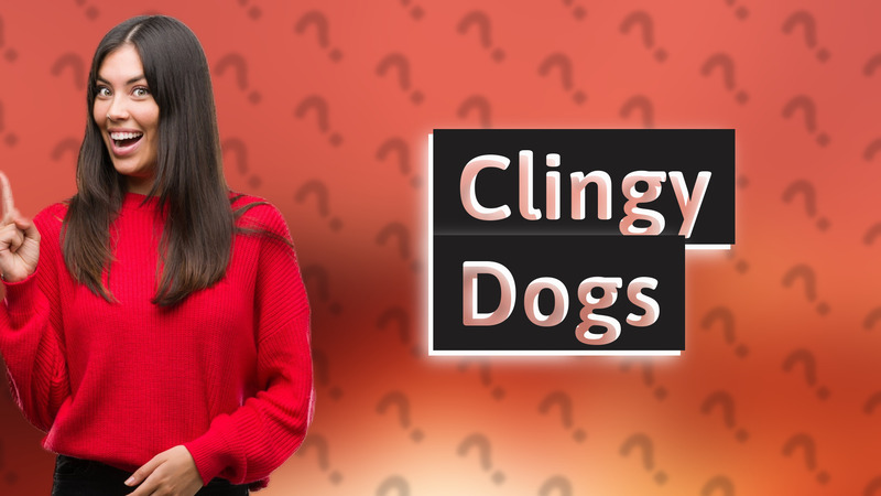 Clingy Dogs