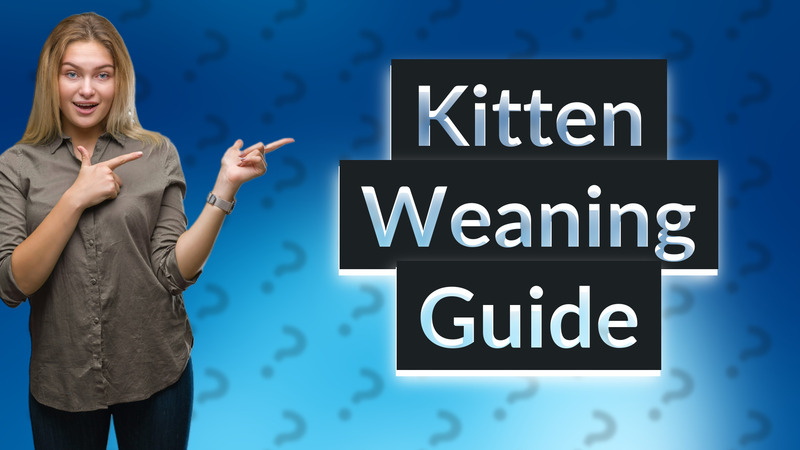 Kitten Weaning Guide