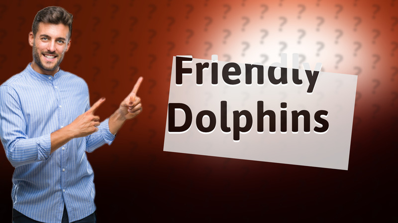 Friendly Dolphins