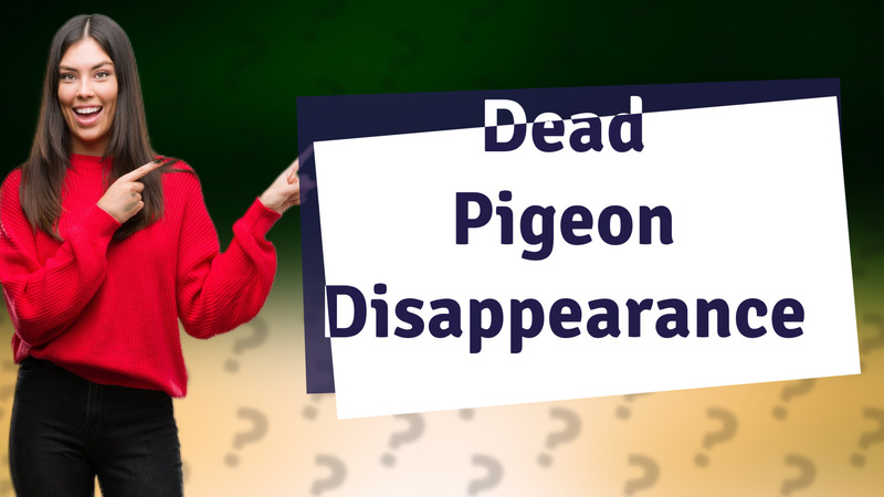 Dead Pigeon Disappearance