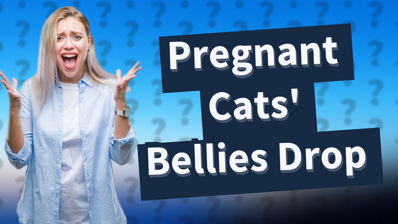 Pregnant Cats' Bellies Drop