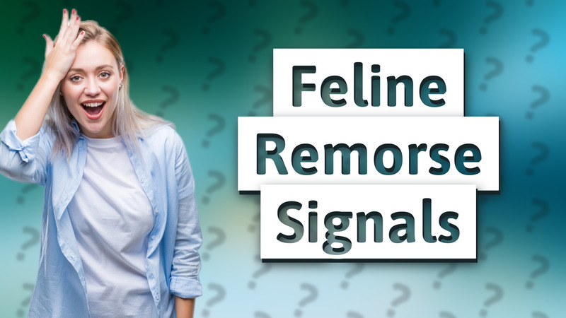 Feline Remorse Signals