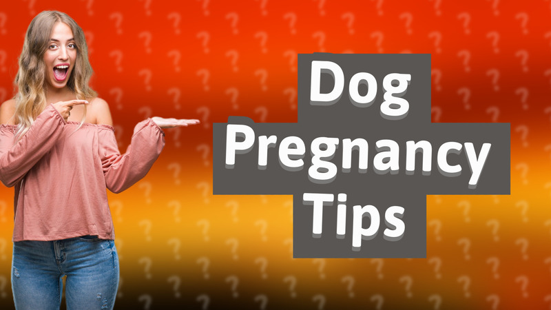 Dog Pregnancy Tips