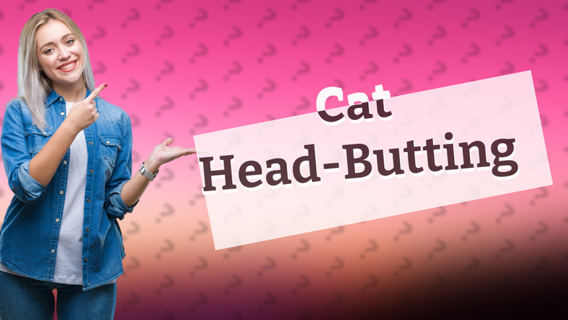 Cat Head-Butting