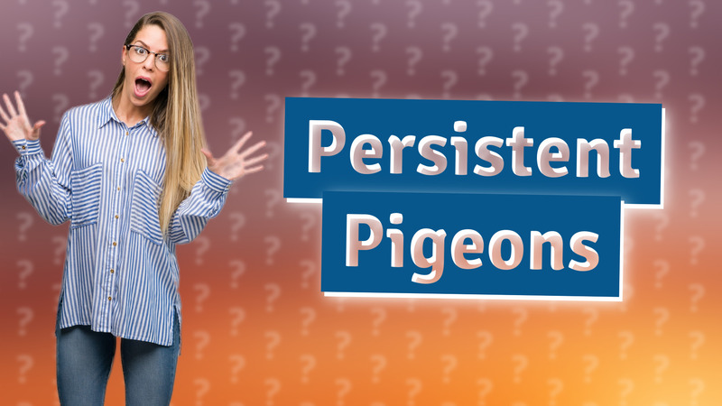 Persistent Pigeons