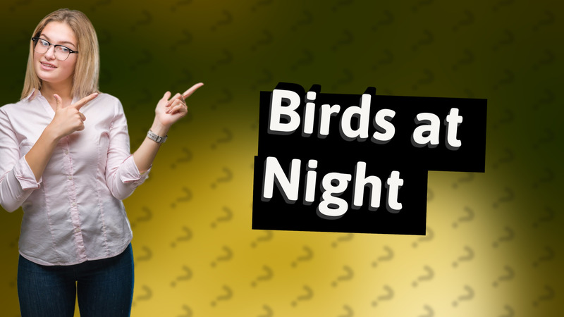 Birds at Night