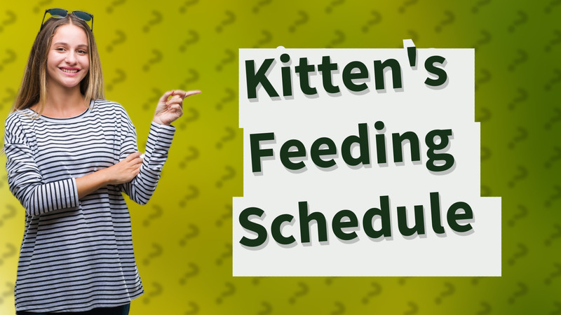 Kitten's Feeding Schedule