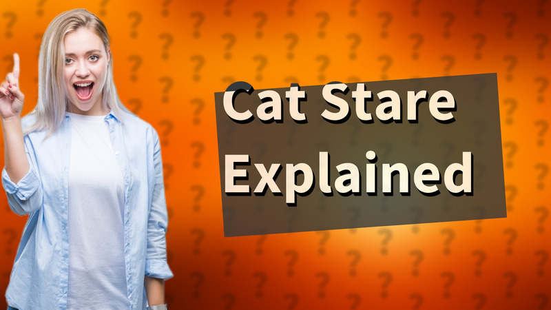 Cat Stare Explained