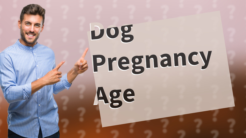 Dog Pregnancy Age