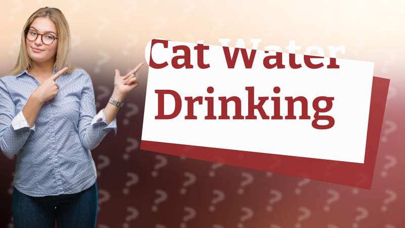 Cat Water Drinking