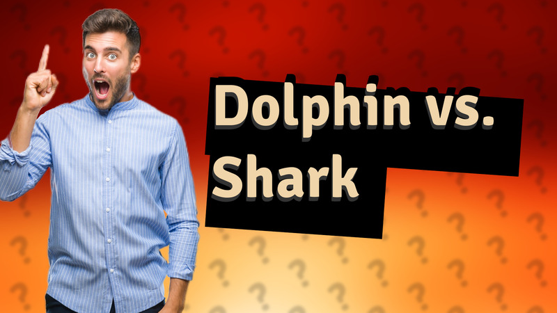 Dolphin vs. Shark