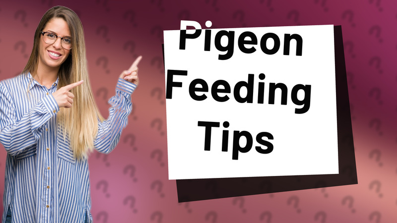 Pigeon Feeding Tips