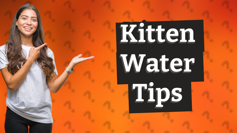 Kitten Water Tips