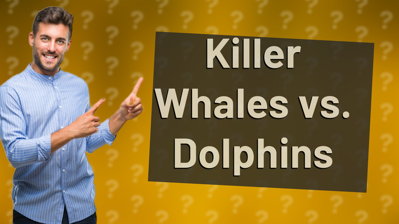 Killer Whales vs. Dolphins