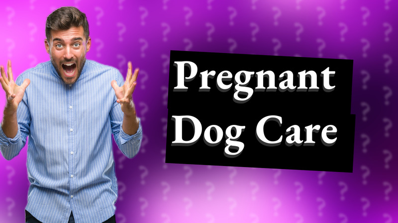 Pregnant Dog Care