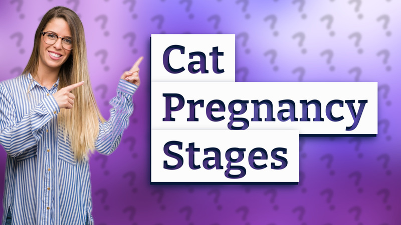 Cat Pregnancy Stages