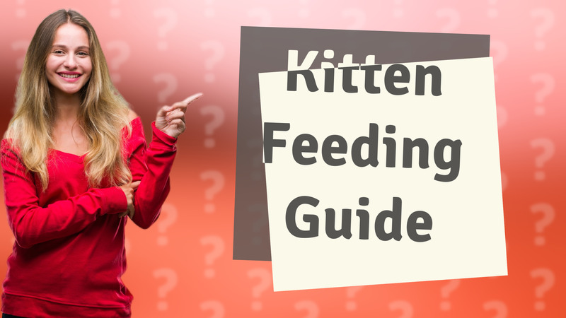 Kitten Feeding Guide