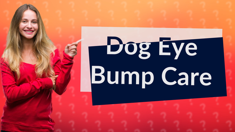 Dog Eye Bump Care
