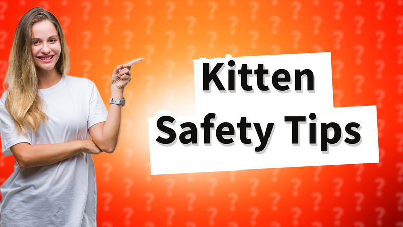 Kitten Safety Tips